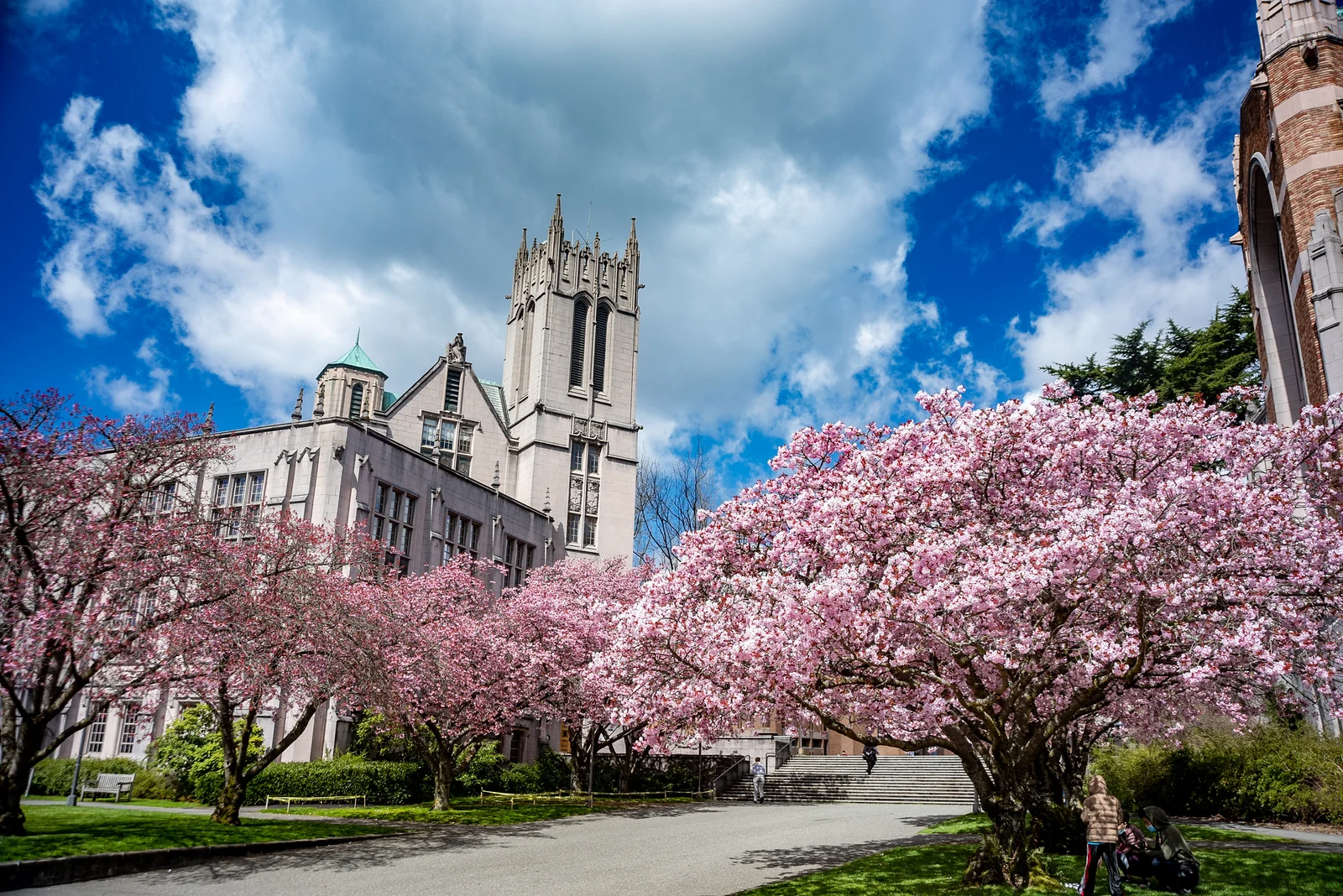 uw cherry blossoms